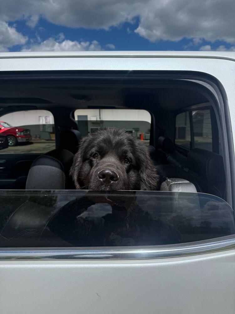 Enlarge Scamp, a Adoptable Newfoundland Dog in Gales Ferry, CT image 2/6