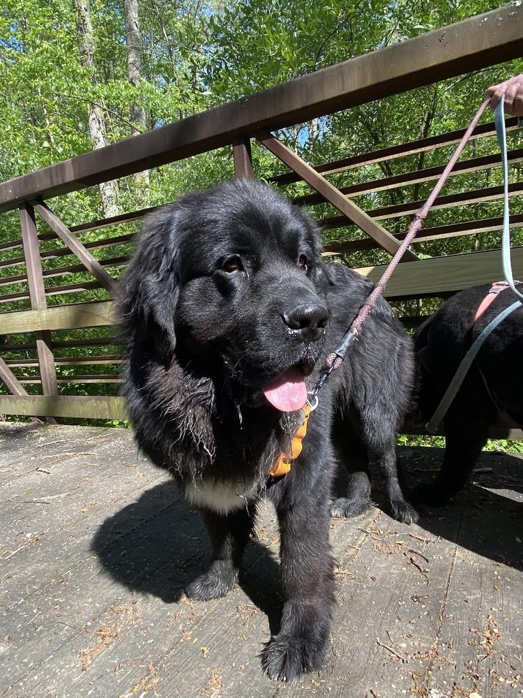 Enlarge Scamp, a Adoptable Newfoundland Dog in Gales Ferry, CT image 3/6