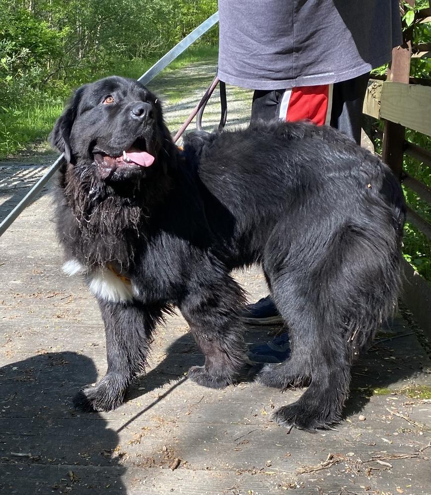 Enlarge Scamp, a Adoptable Newfoundland Dog in Gales Ferry, CT image 4/6