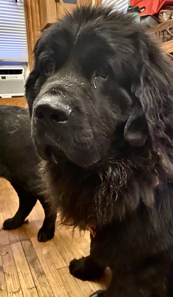Enlarge Scamp, a Adoptable Newfoundland Dog in Gales Ferry, CT image 5/6
