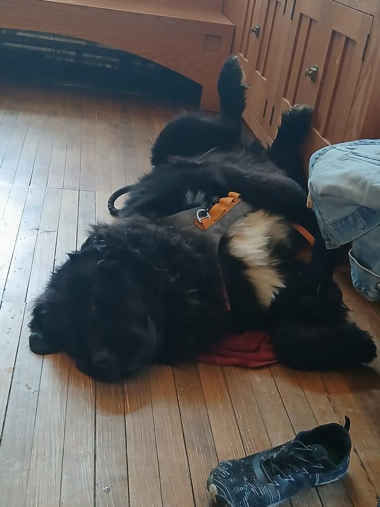Enlarge Scamp, a Adoptable Newfoundland Dog in Gales Ferry, CT image 6/6