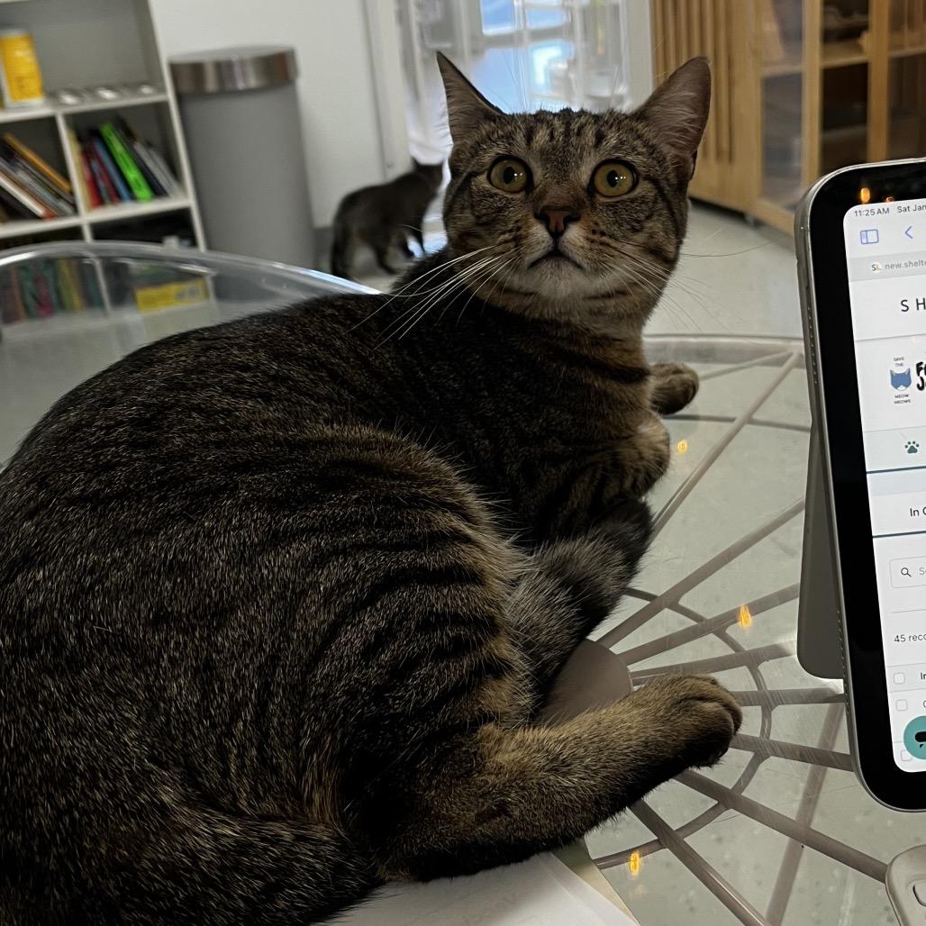 Enlarge Tina, a Adoptable Domestic Short Hair in Yucca Valley, CA image 1/4