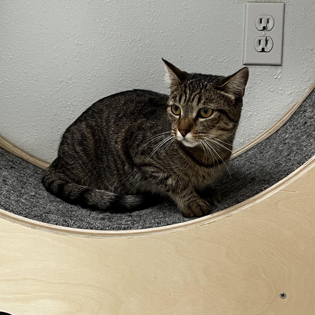 Enlarge Tina, a Adoptable Domestic Short Hair in Yucca Valley, CA image 3/4