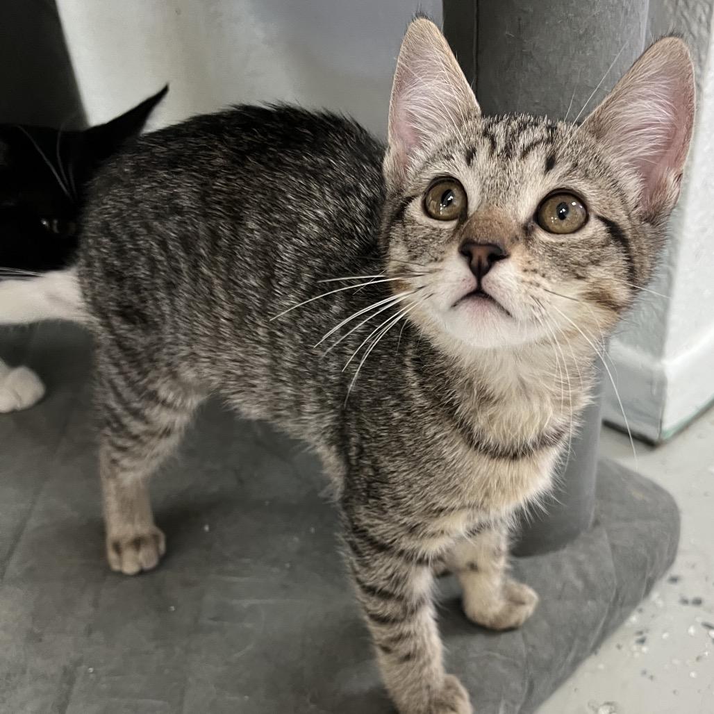 Enlarge Tina, a Adoptable Domestic Short Hair in Yucca Valley, CA image 4/4