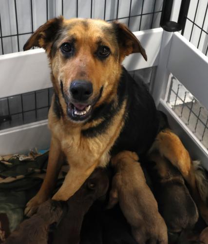 Enlarge Delilah, a Adoptable mixed breed in Thief River Falls, MN image 1/1