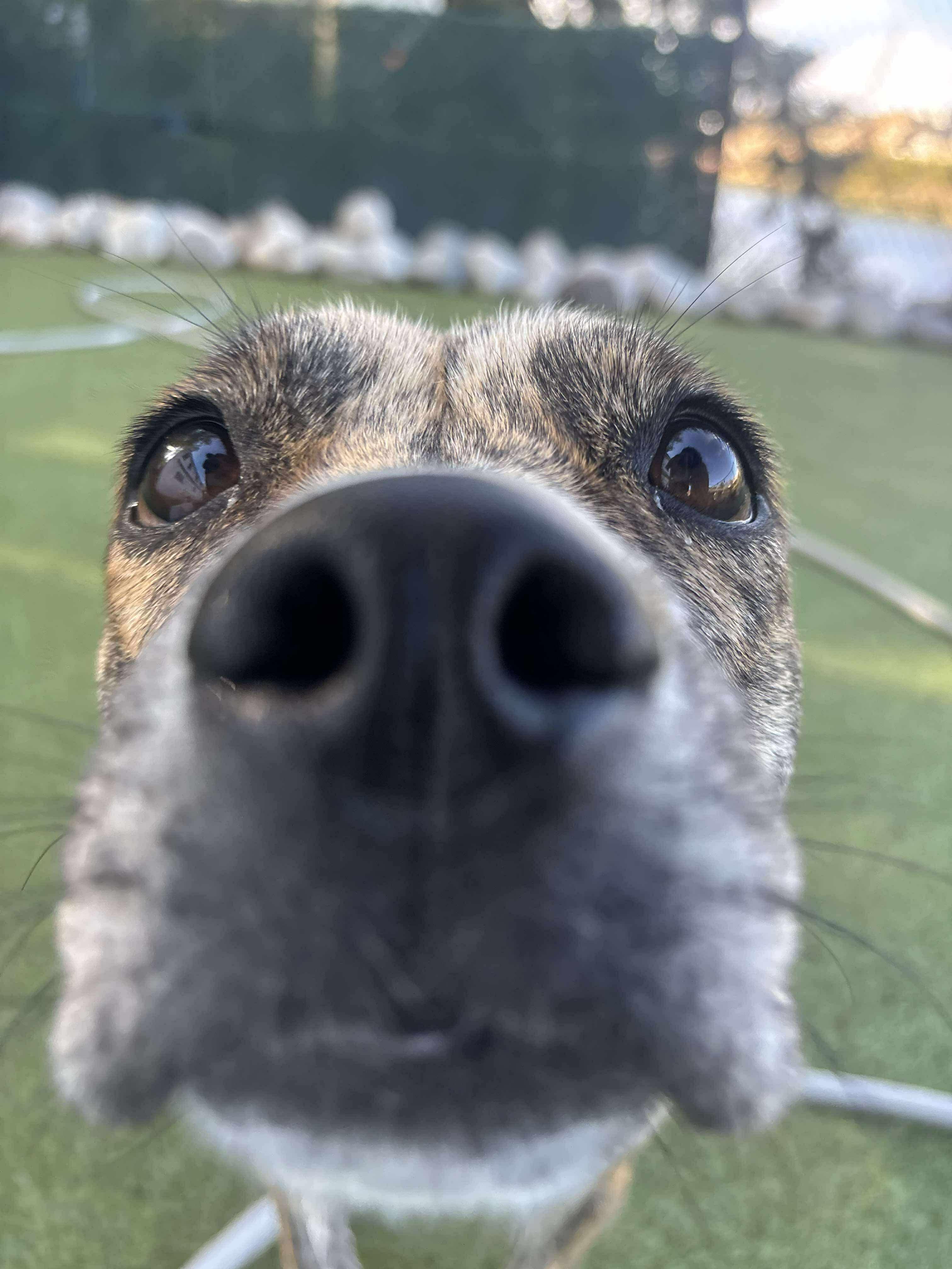 LOLA