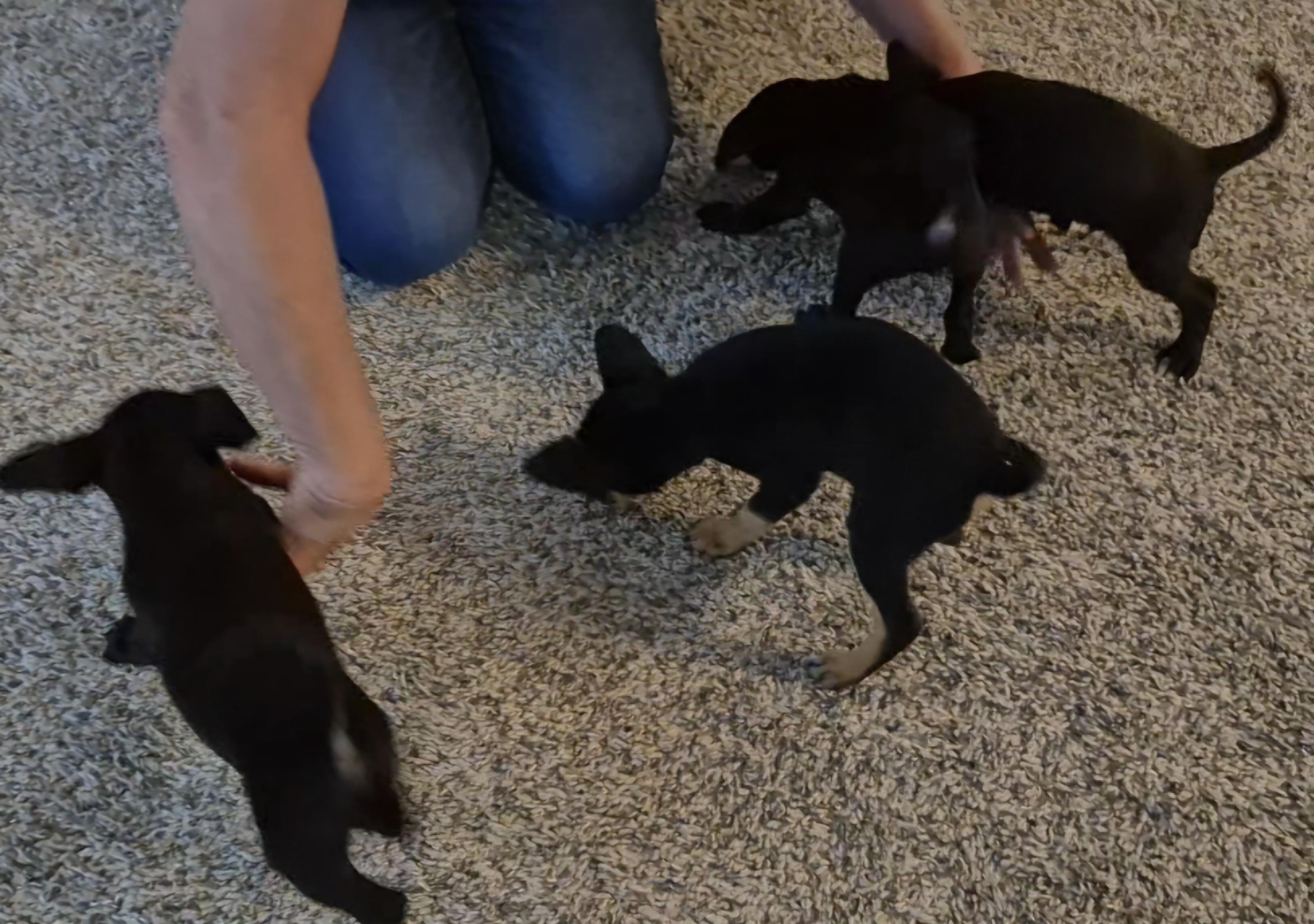 BURRITO now Winston, Adopted, Puppy Female Chihuahua.