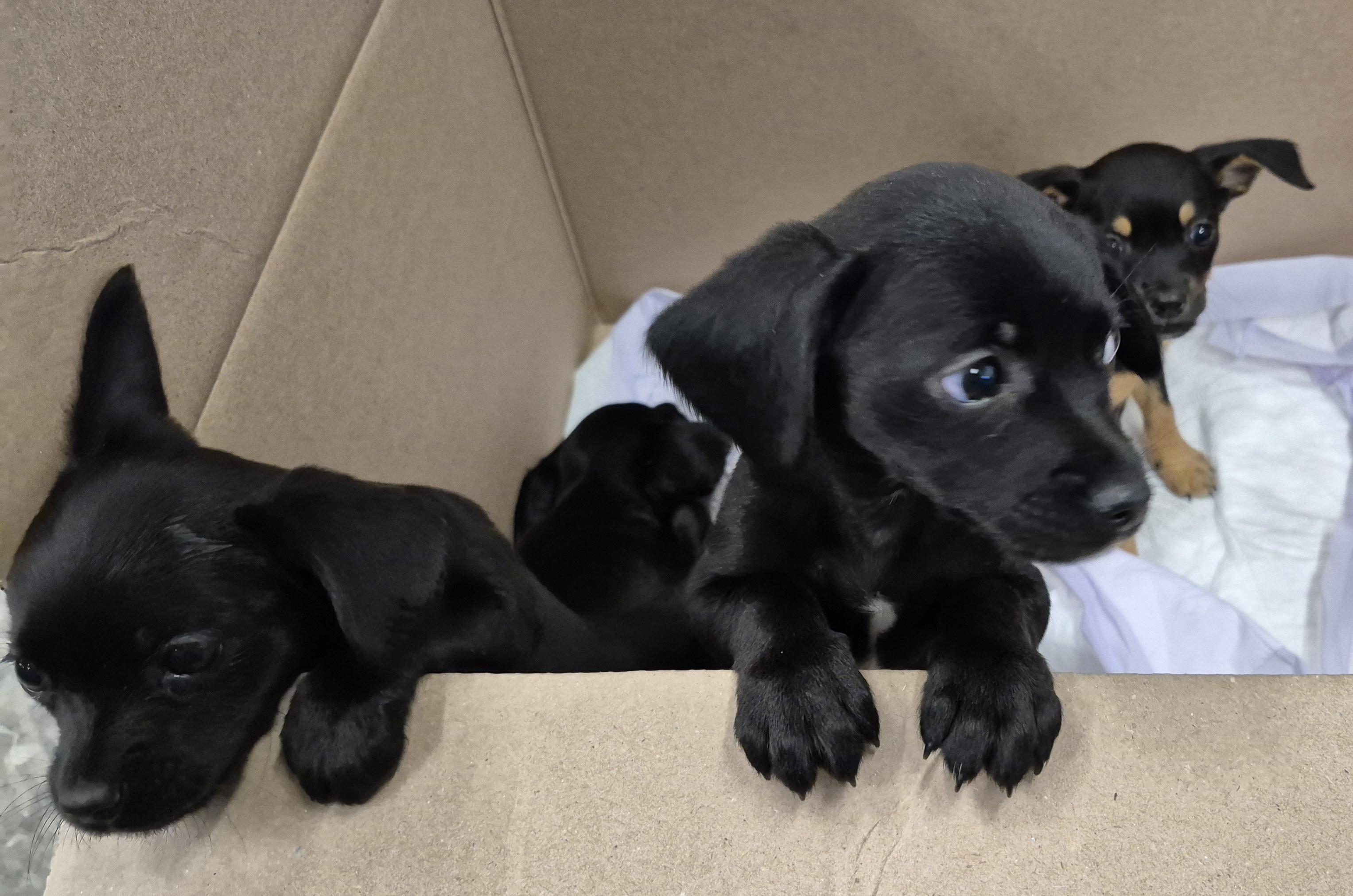 Enlarge BURRITO now Winston, a Adopted mixed breed in Sardinia, OH image 2/6