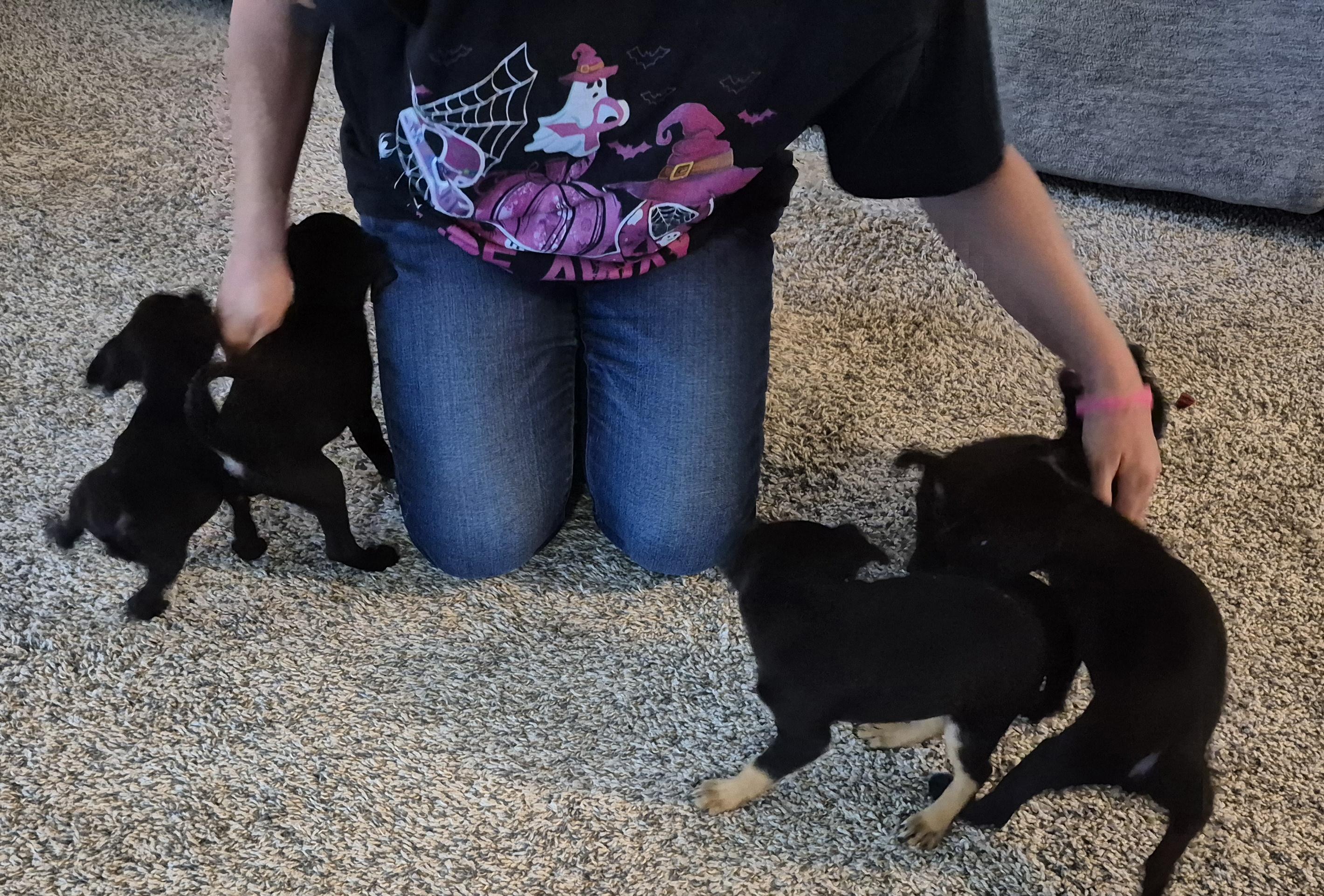 Enlarge BURRITO now Winston, a Adopted mixed breed in Sardinia, OH image 4/6