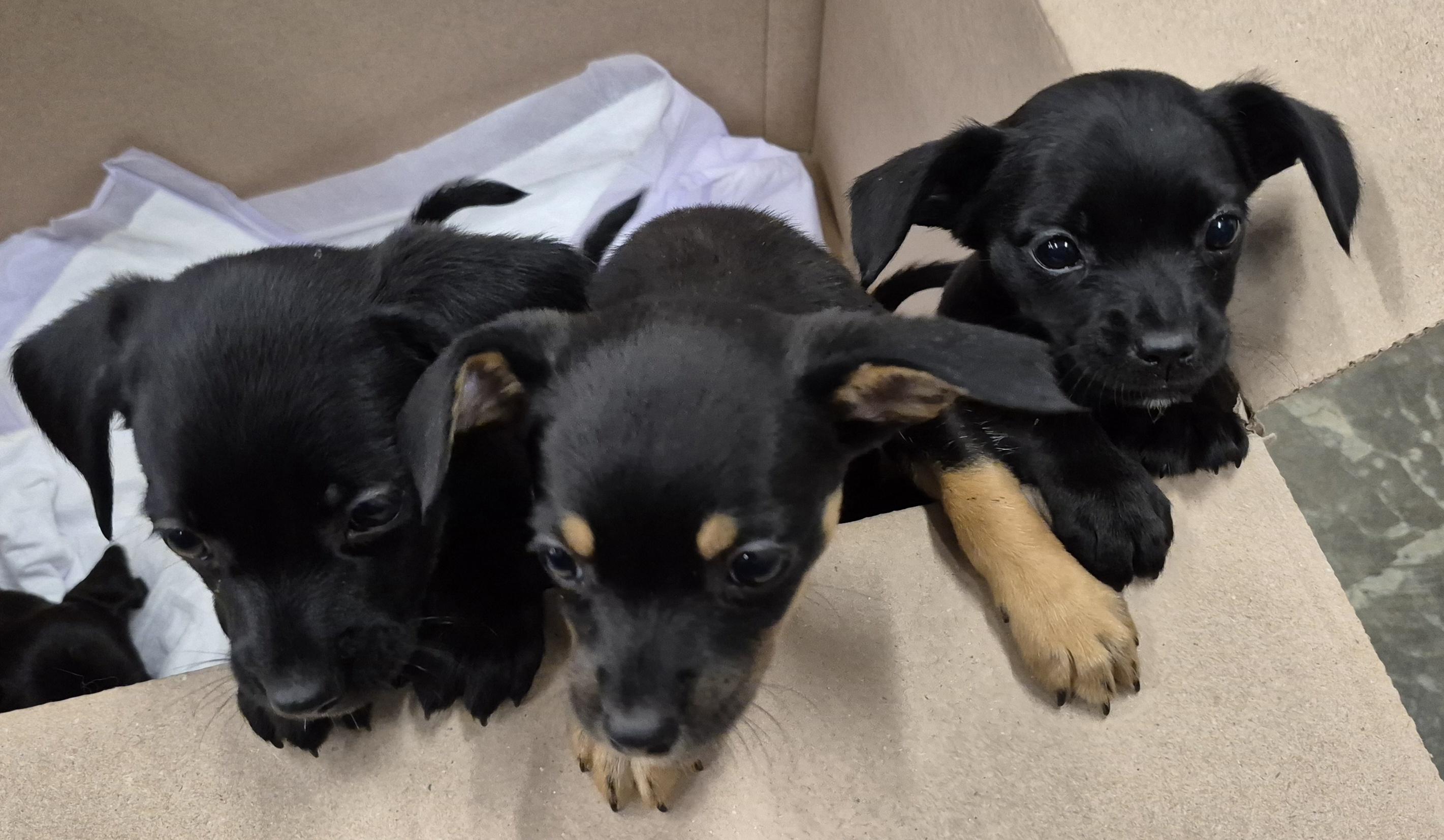 Enlarge BURRITO now Winston, a Adopted mixed breed in Sardinia, OH image 5/6