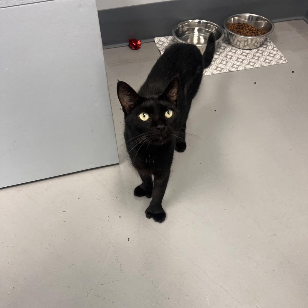 Paulie - Apply at Central Purrk!, Adoptable, Adult Male Extra-Toes Cat / Hemingway Polydactyl.