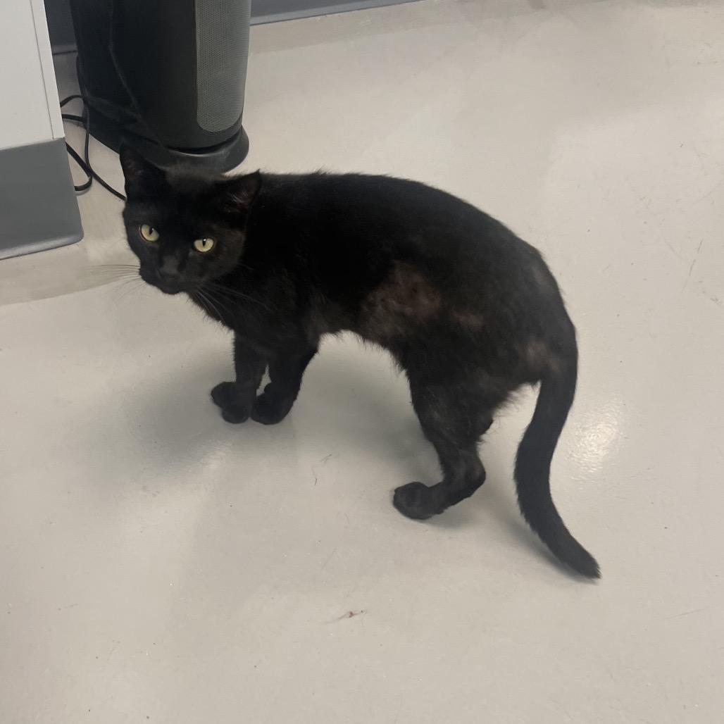 Enlarge Paulie - Apply at Central Purrk!, a Adoptable Extra-Toes Cat / Hemingway Polydactyl in Georgetown, KY image 2/3