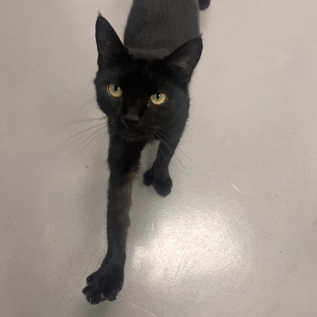 Enlarge Paulie - Apply at Central Purrk!, a Adoptable Extra-Toes Cat / Hemingway Polydactyl in Georgetown, KY image 3/3