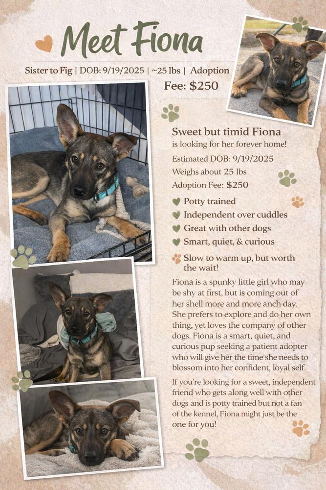 Fiona, Adoptable, Young Female German Shepherd Dog.