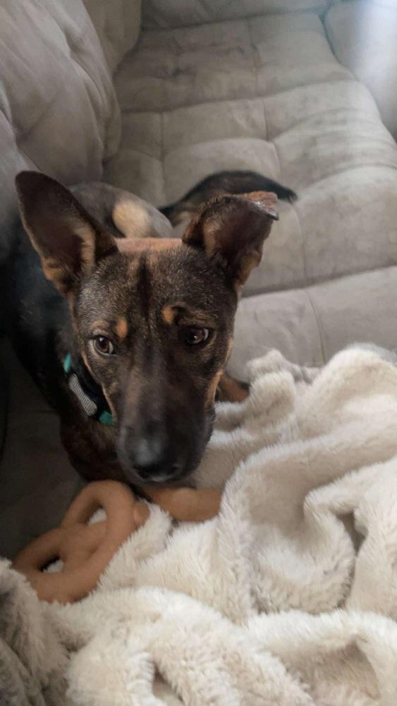 Enlarge Fiona, a Adoptable mixed breed in Rockland, WI image 3/6