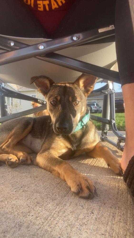 Enlarge Fiona, a Adoptable mixed breed in Rockland, WI image 4/6