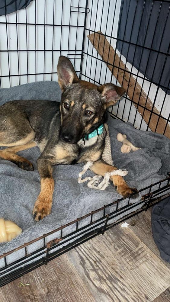 Enlarge Fiona, a Adoptable mixed breed in Rockland, WI image 5/6