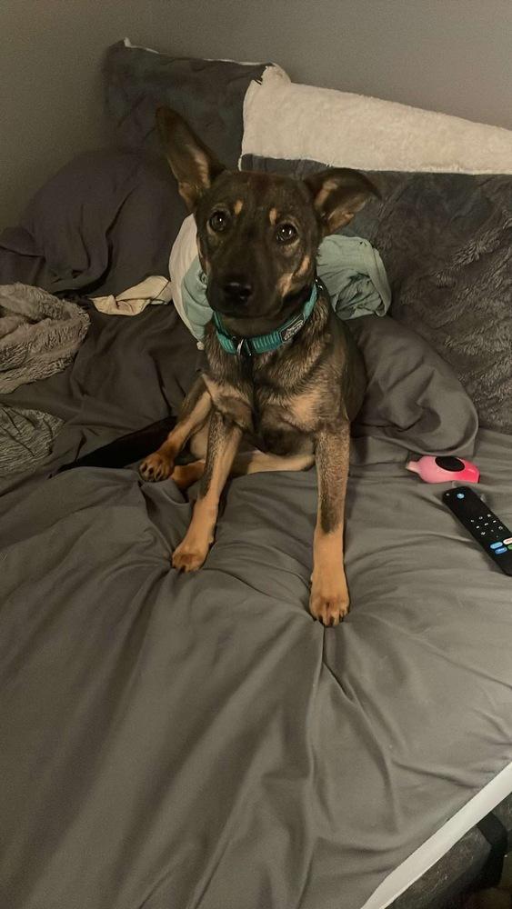 Enlarge Fiona, a Adoptable mixed breed in Rockland, WI image 6/6