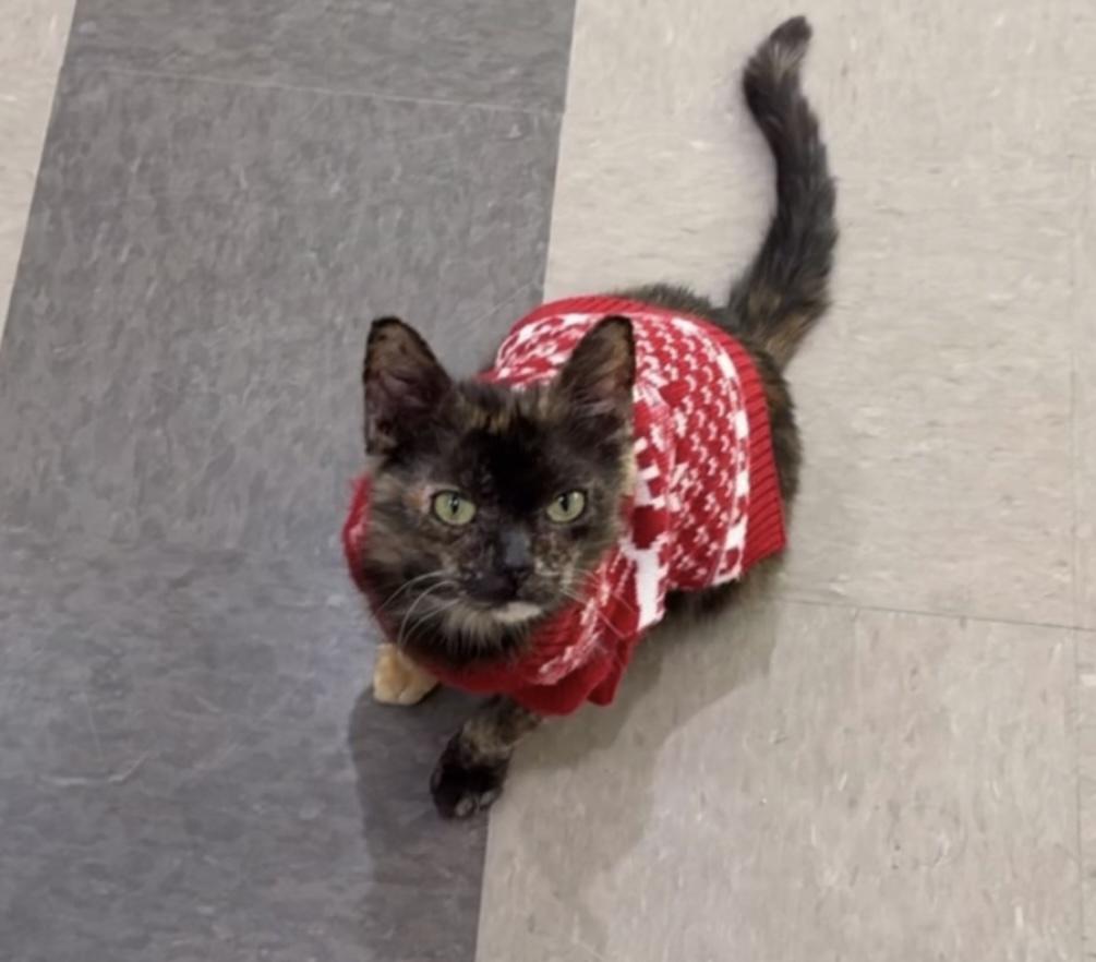 Enlarge Gingersnap, an adopted Domestic Short Hair in Chicago, IL image 6/6