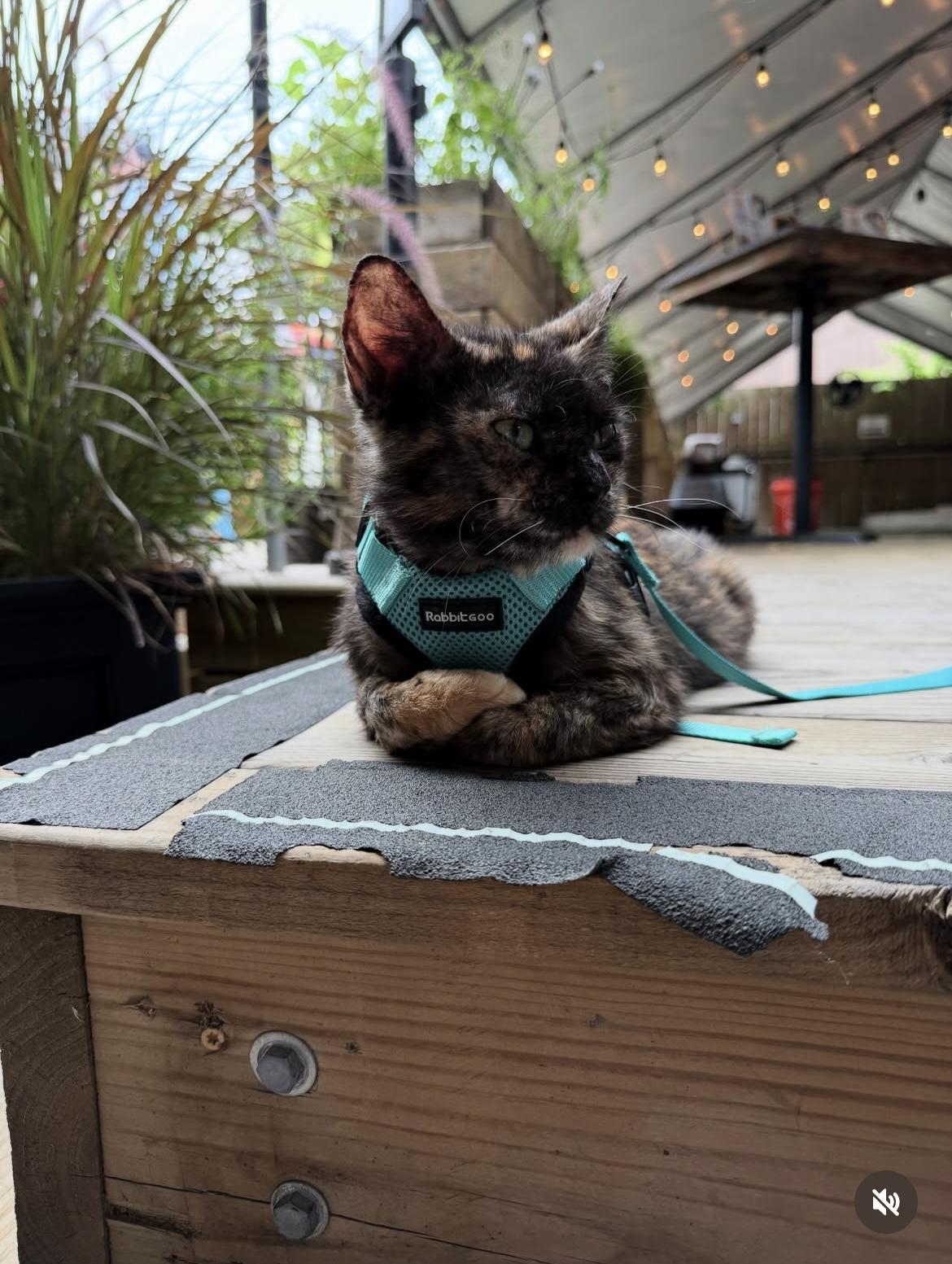 Enlarge Gingersnap, an adopted Domestic Short Hair in Chicago, IL image 1/6