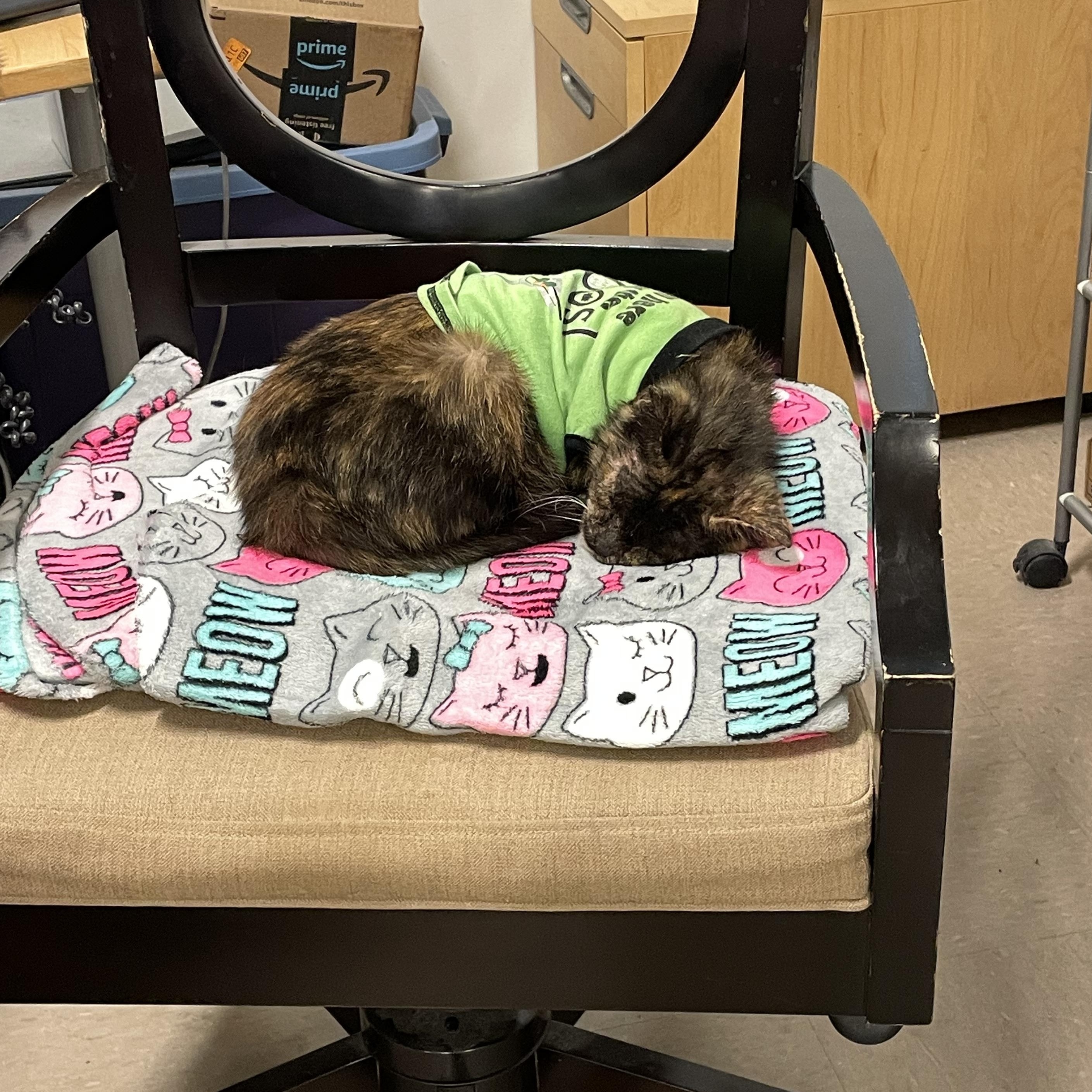 Enlarge Gingersnap, an adopted Domestic Short Hair in Chicago, IL image 2/6