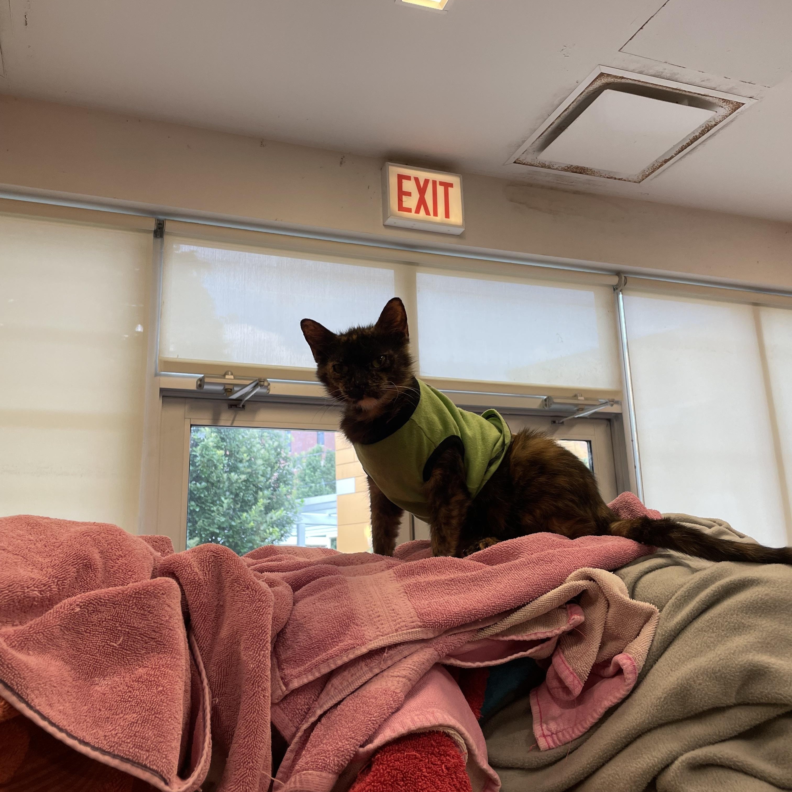 Enlarge Gingersnap, an adopted Domestic Short Hair in Chicago, IL image 3/6