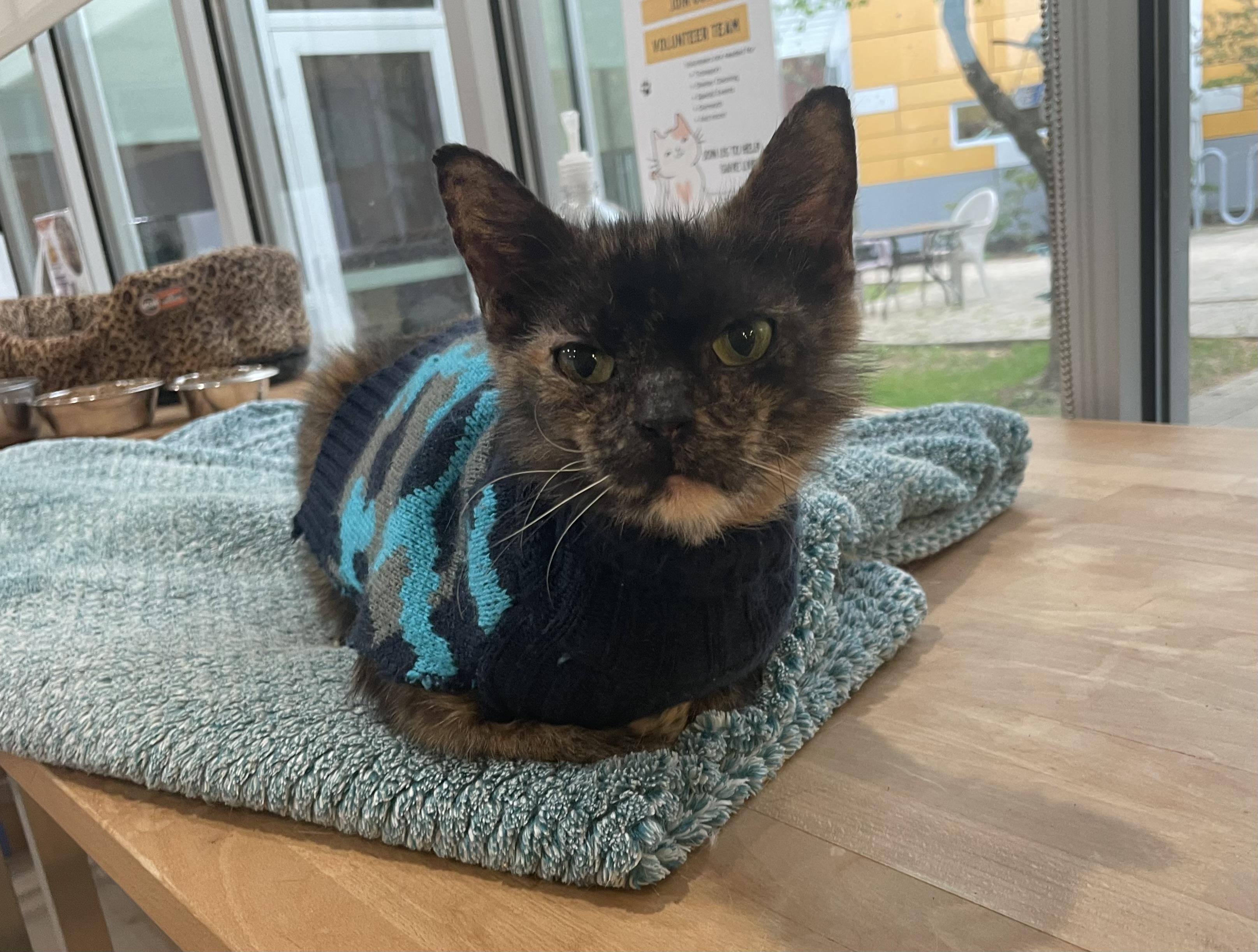 Enlarge Gingersnap, an adopted Domestic Short Hair in Chicago, IL image 5/6