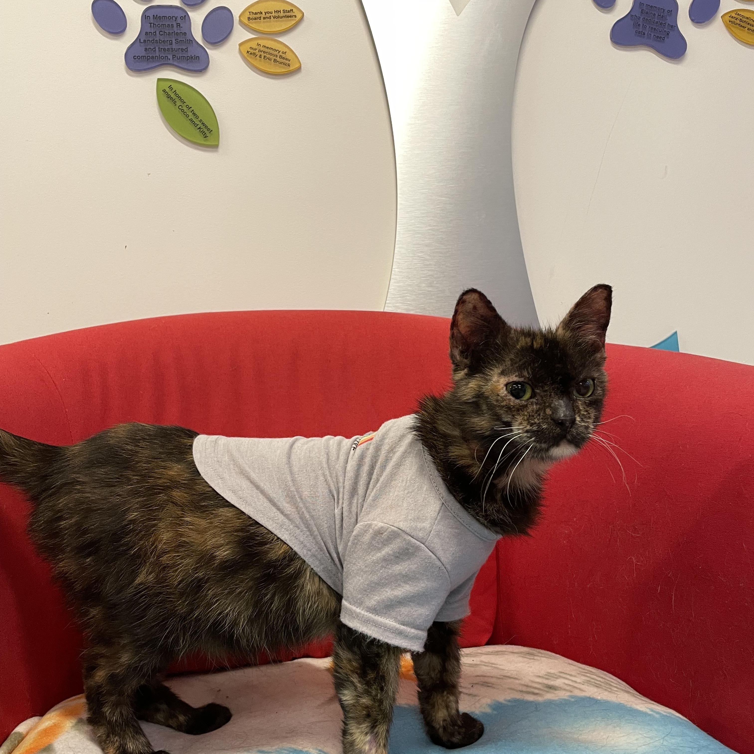 Enlarge Gingersnap, an adopted Domestic Short Hair in Chicago, IL image 4/6