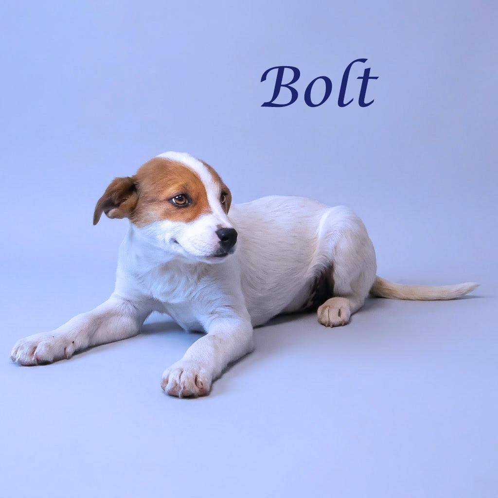 Bolt D26-103, a Adoptable Cattle Dog in Lebanon, TN image 1/6