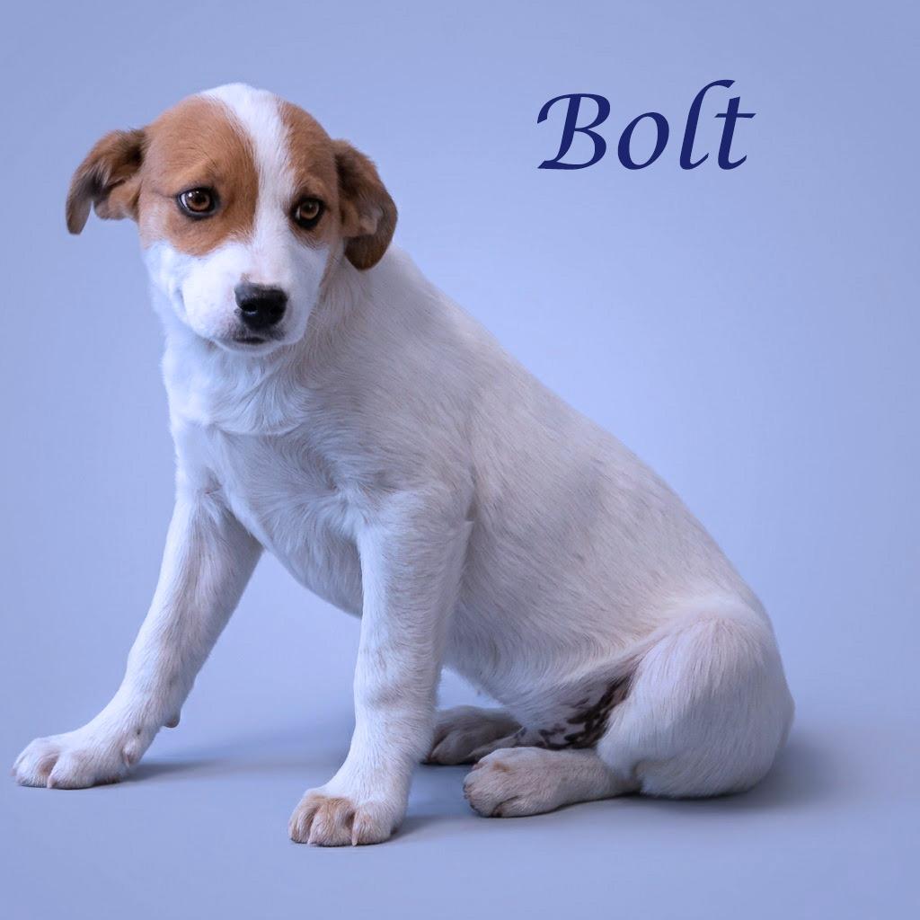Bolt D26-103, a Adoptable Cattle Dog in Lebanon, TN image 2/6