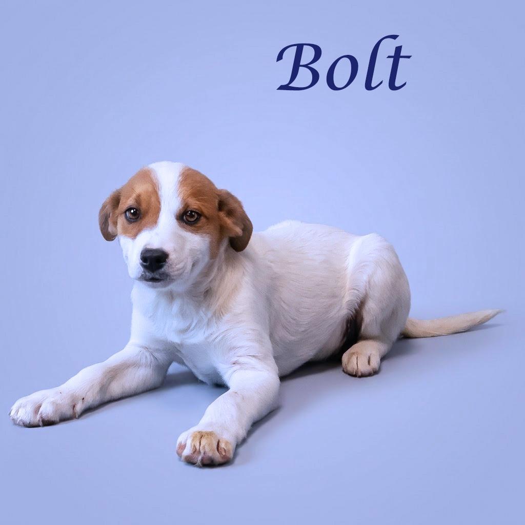 Bolt D26-103, a Adoptable Cattle Dog in Lebanon, TN image 4/6