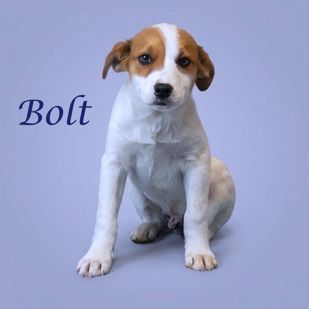 Bolt D26-103, a Adoptable Cattle Dog in Lebanon, TN image 5/6