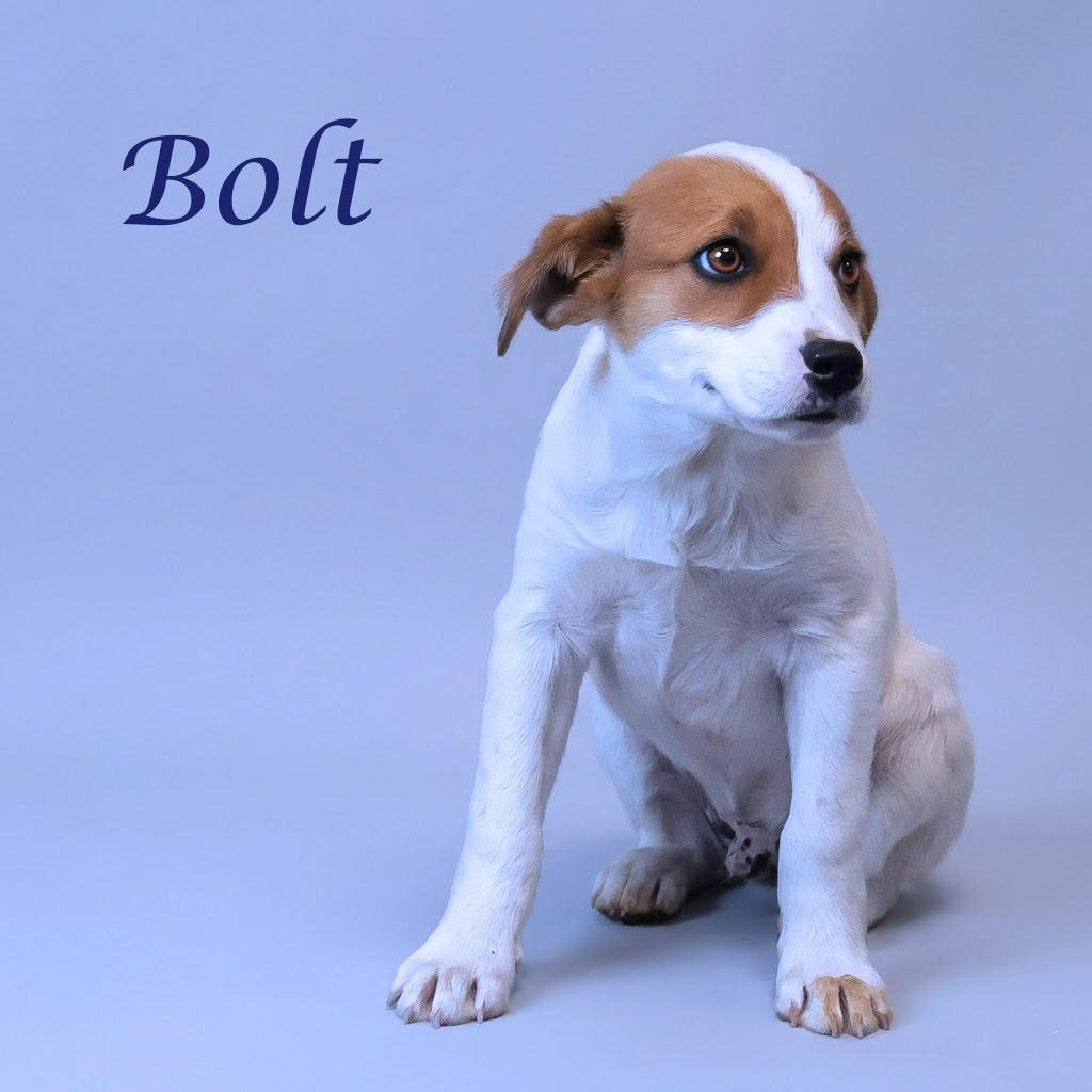 Bolt D26-103, a Adoptable Cattle Dog in Lebanon, TN image 6/6