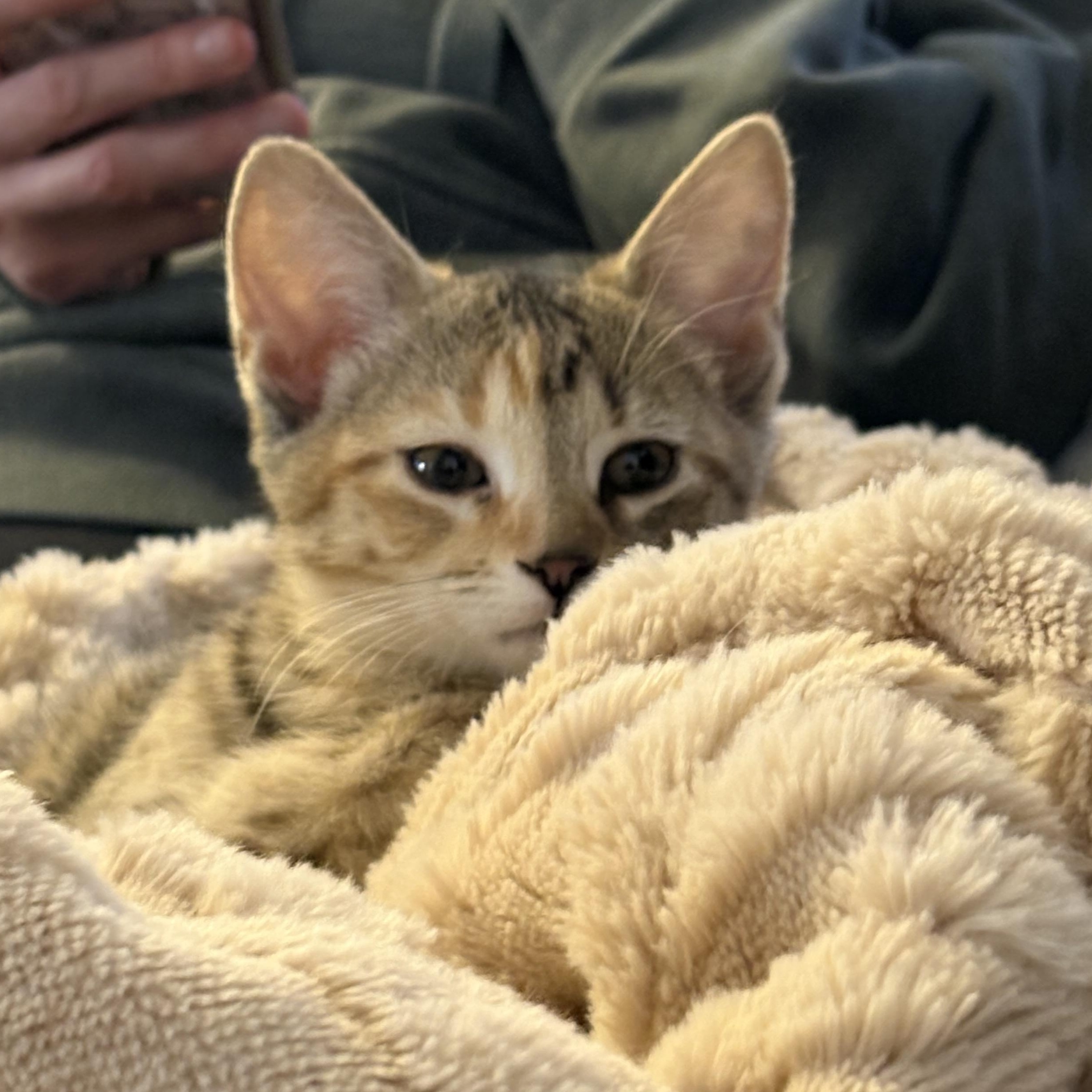 Enlarge Chai, an adopted Domestic Short Hair in Naperville, IL image 3/6