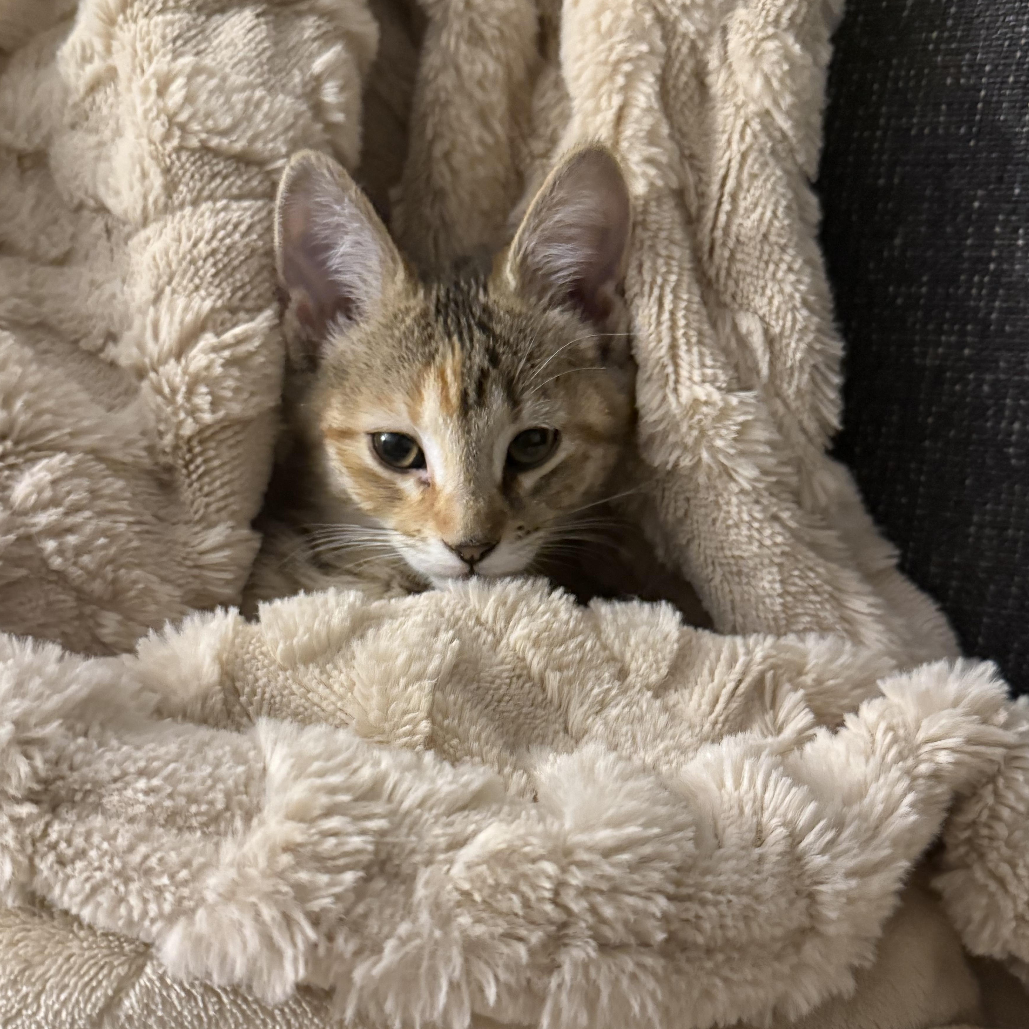Enlarge Chai, an adopted Domestic Short Hair in Naperville, IL image 1/6