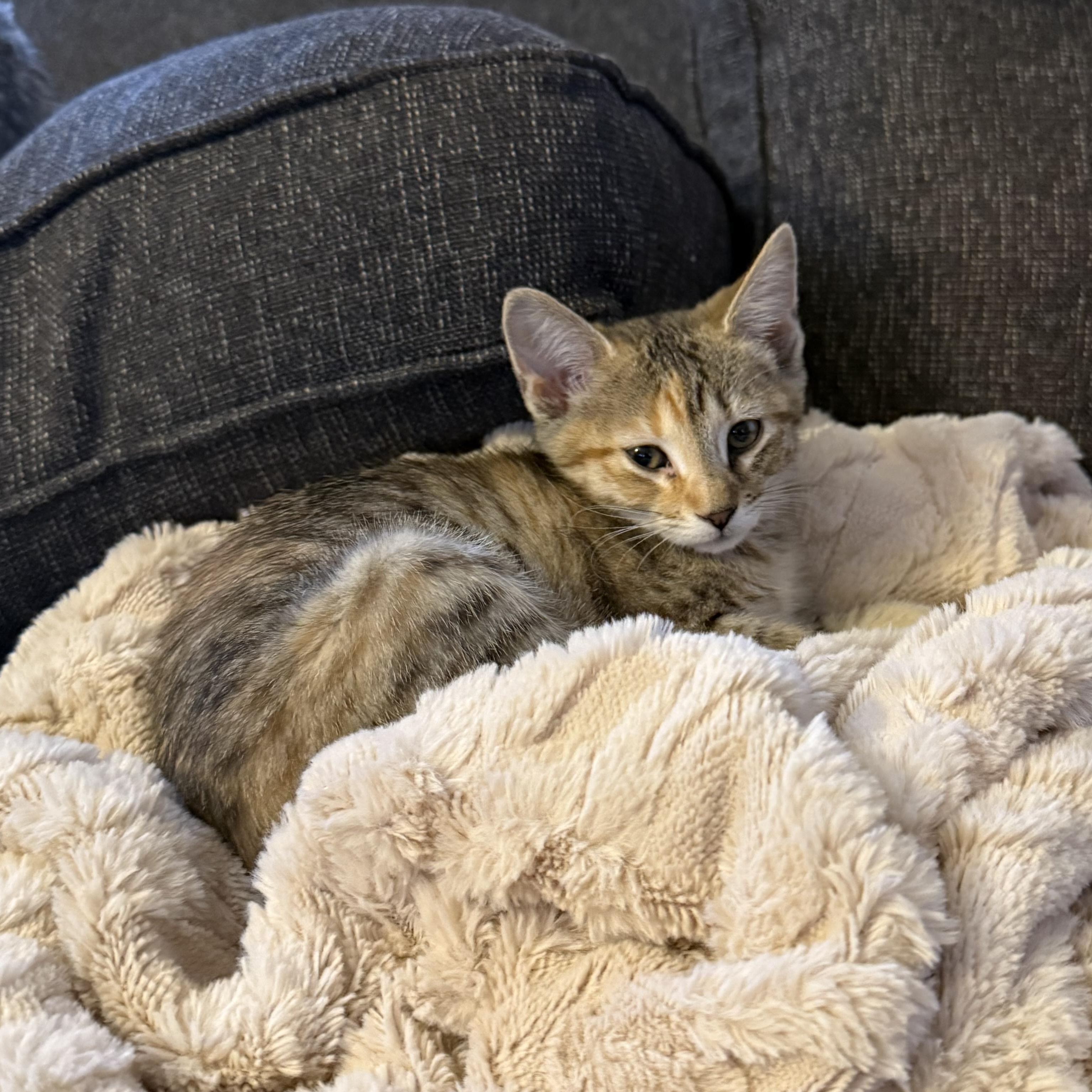 Enlarge Chai, an adopted Domestic Short Hair in Naperville, IL image 2/6