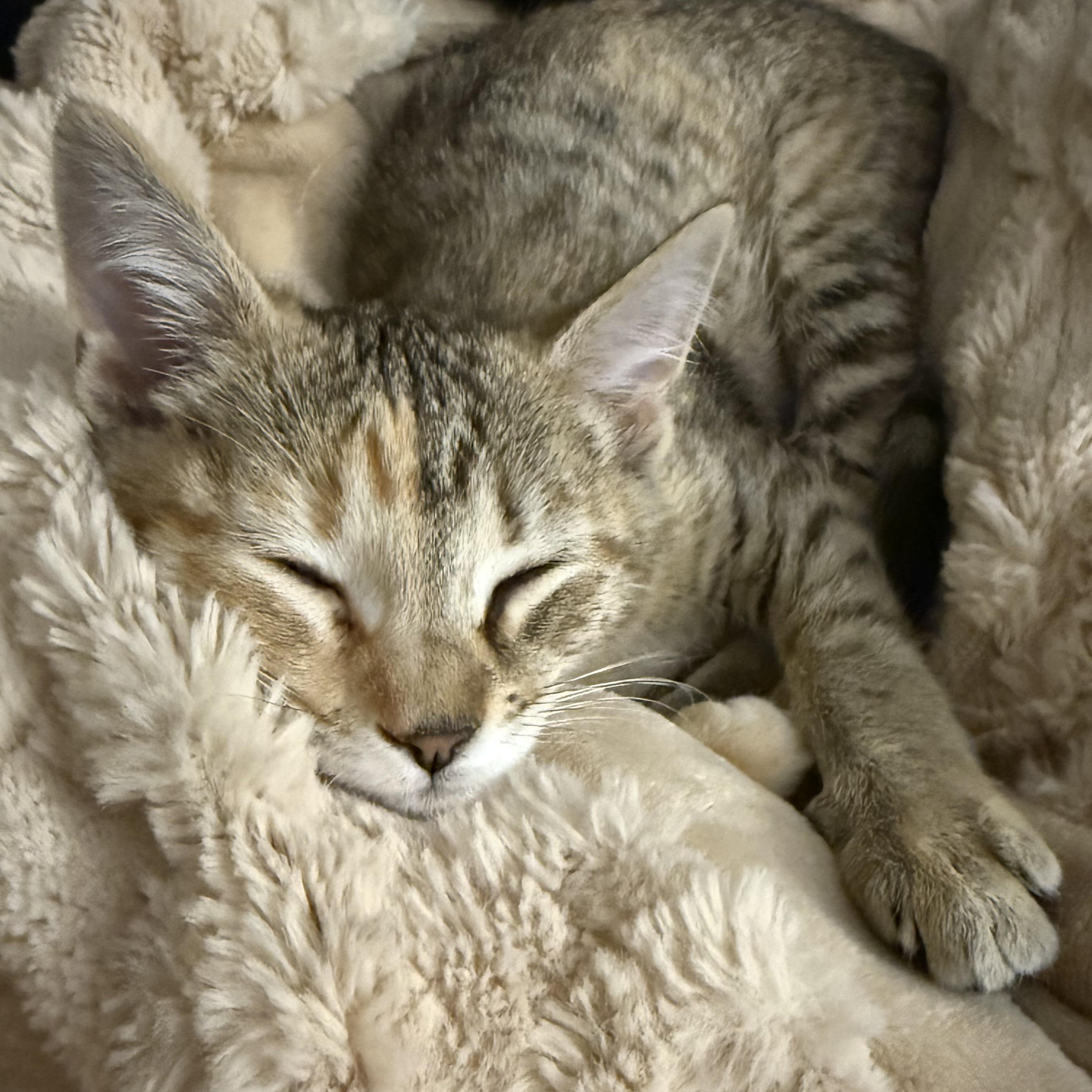 Enlarge Chai, an adopted Domestic Short Hair in Naperville, IL image 4/6
