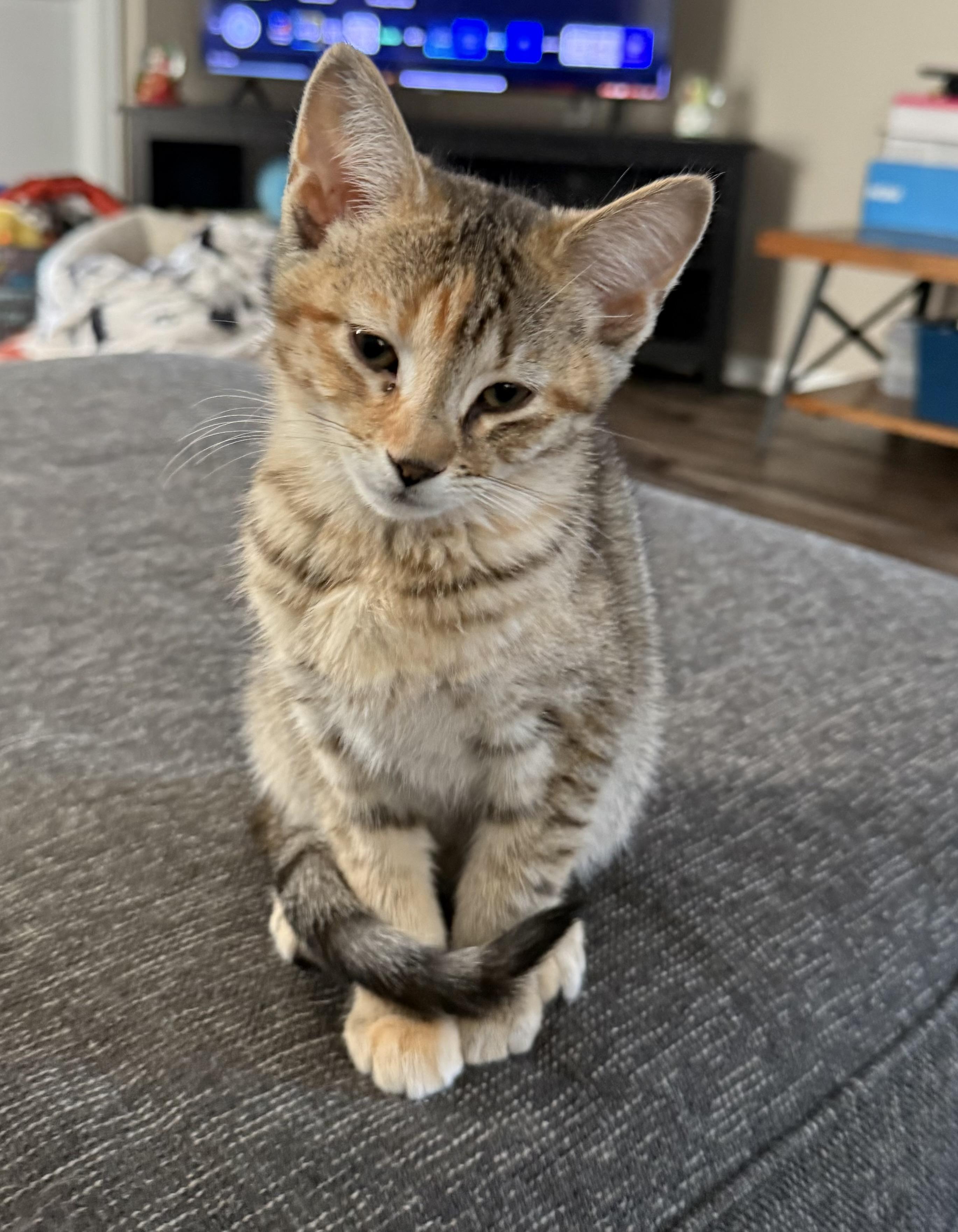 Enlarge Chai, an adopted Domestic Short Hair in Naperville, IL image 6/6