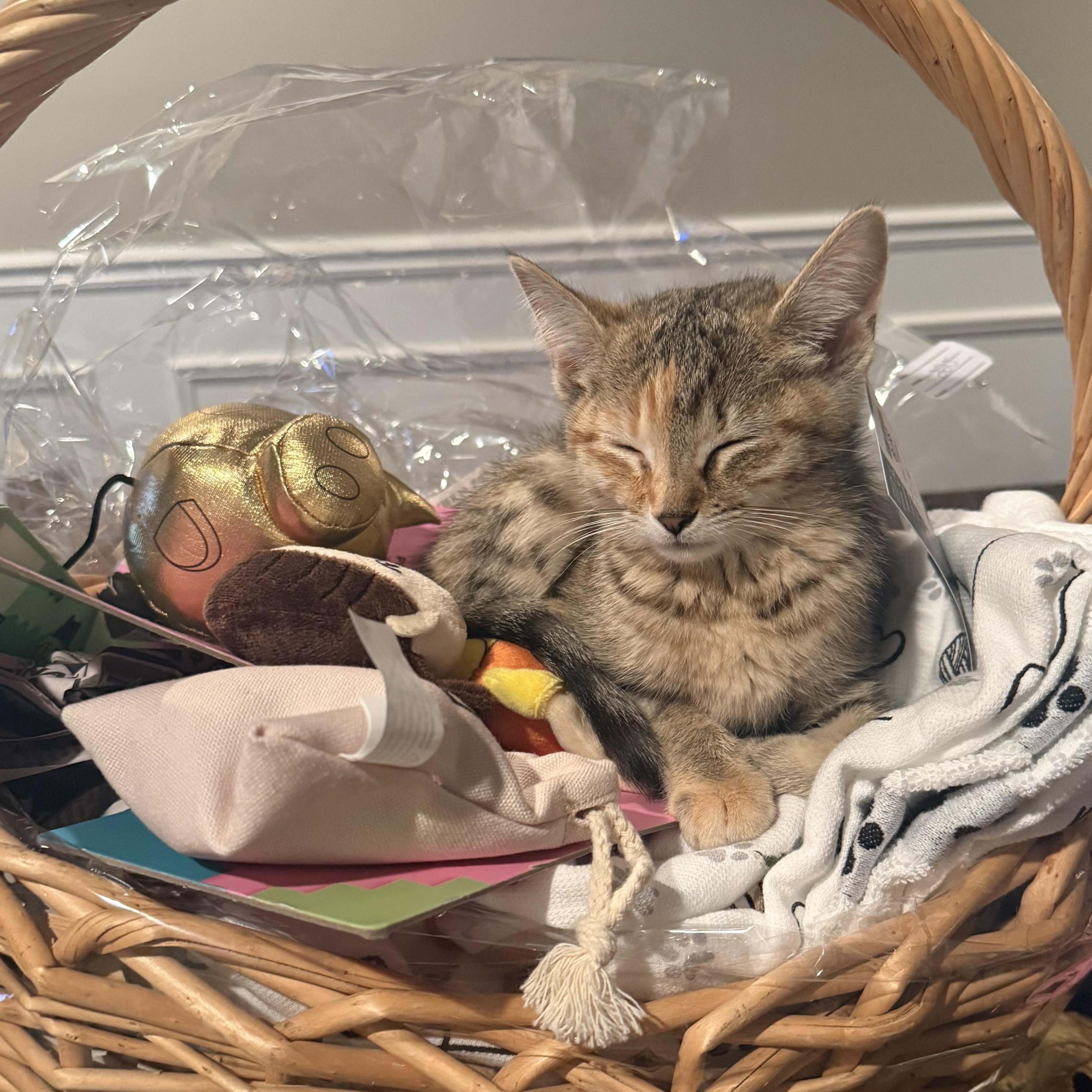 Enlarge Chai, an adopted Domestic Short Hair in Naperville, IL image 5/6