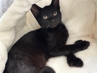 Sally, adopted, Kitten Female Domestic Short Hair.