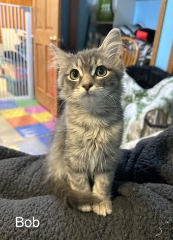 Bob, an adopted Domestic Short Hair in Kenosha, WI image 2/4