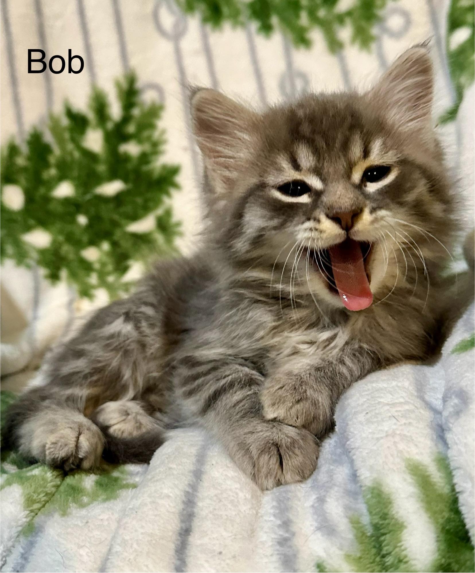 Bob, an adopted Domestic Short Hair in Kenosha, WI image 3/4