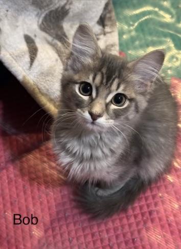 Bob, adopted, Kitten Male Domestic Short Hair.