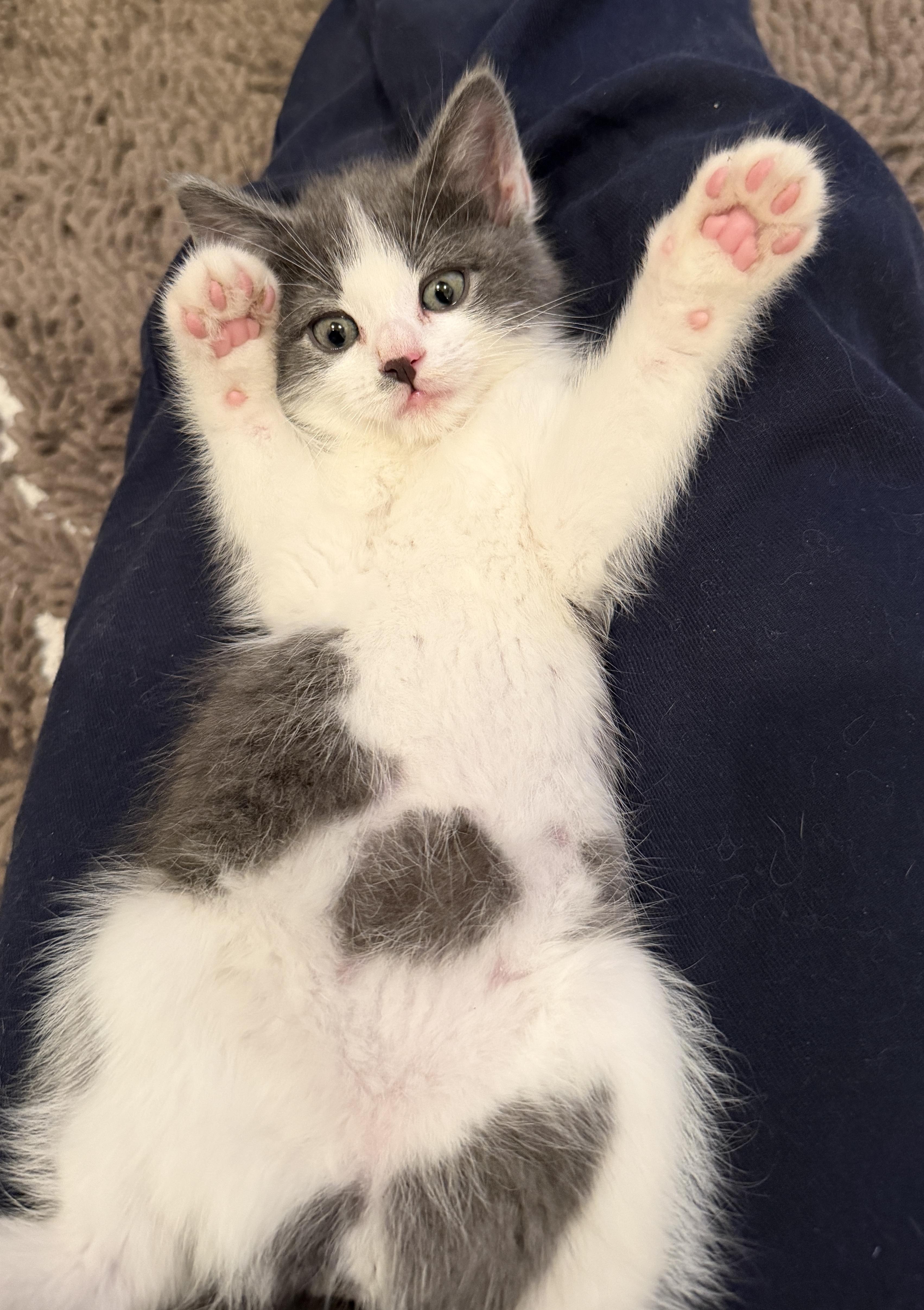 Enlarge May West, a Adoptable Domestic Short Hair in East Hanover, NJ image 2/4