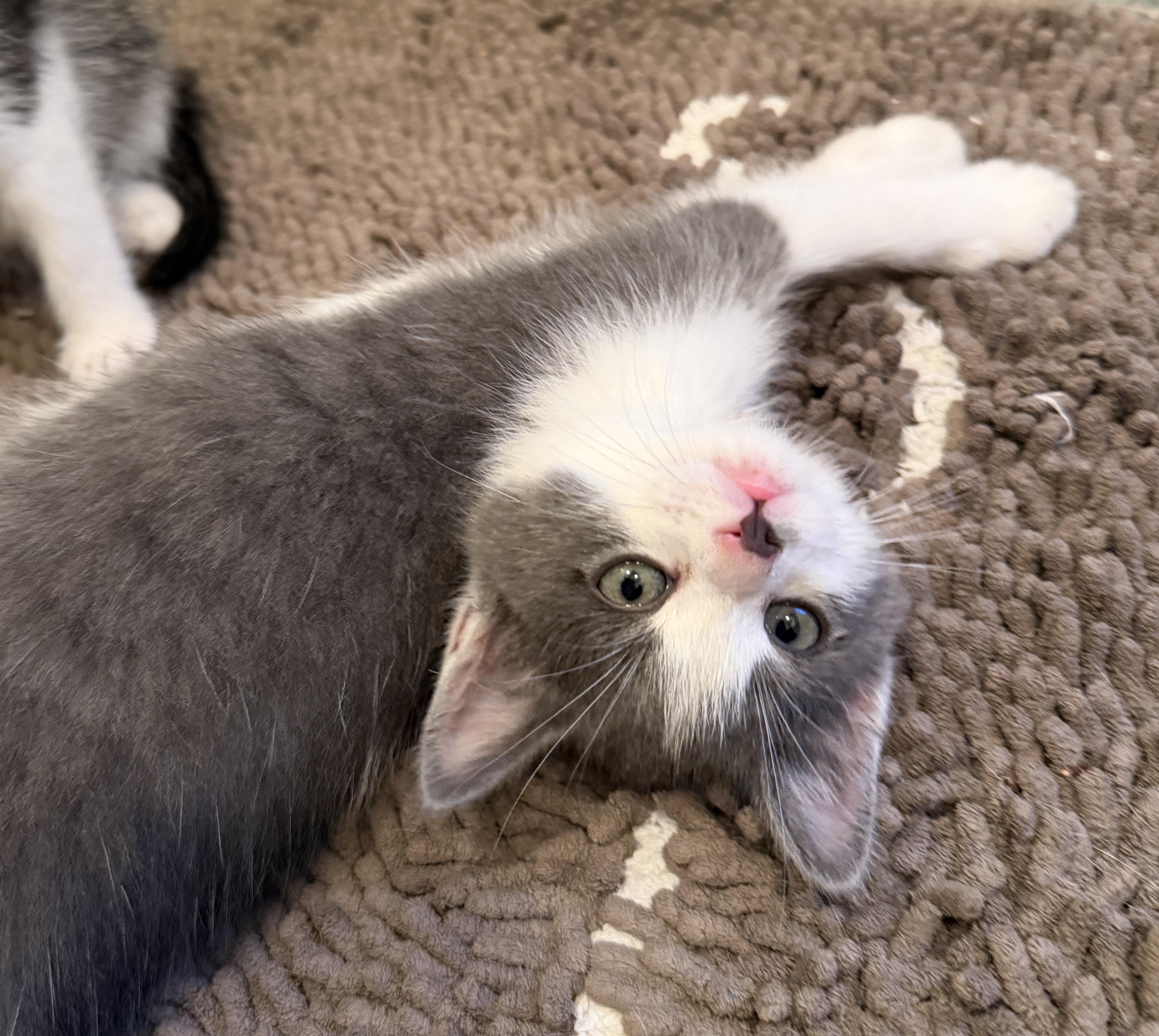 Enlarge May West, a Adoptable Domestic Short Hair in East Hanover, NJ image 3/4