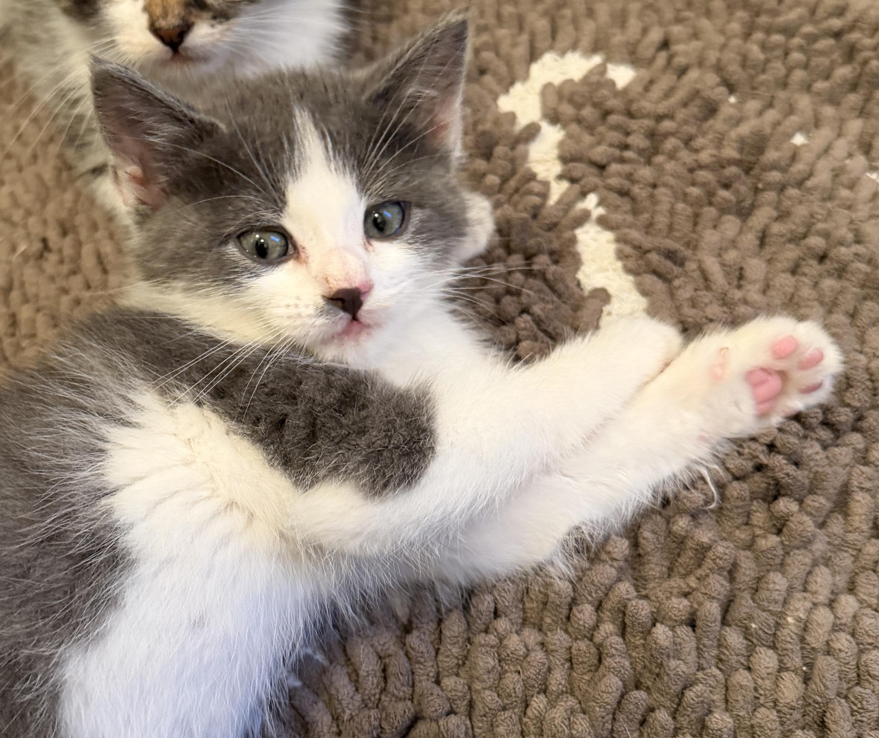 Enlarge May West, a Adoptable Domestic Short Hair in East Hanover, NJ image 1/4