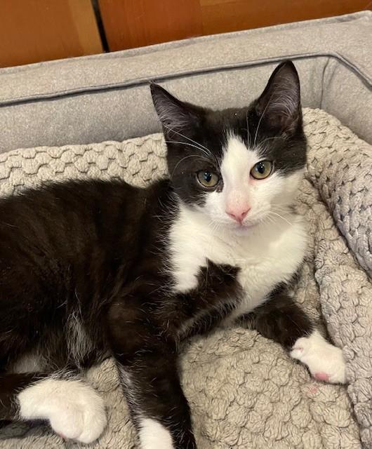 Enlarge Taye (LE), an adopted Domestic Short Hair in Little Falls, NJ image 3/3