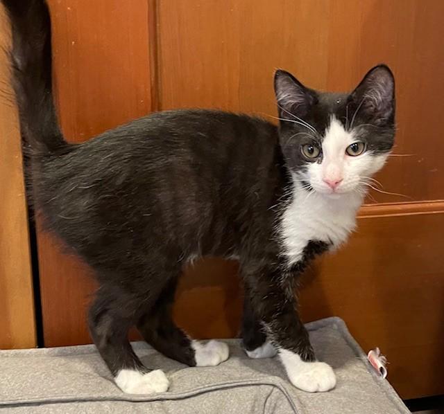 Enlarge Taye (LE), an adopted Domestic Short Hair in Little Falls, NJ image 2/3