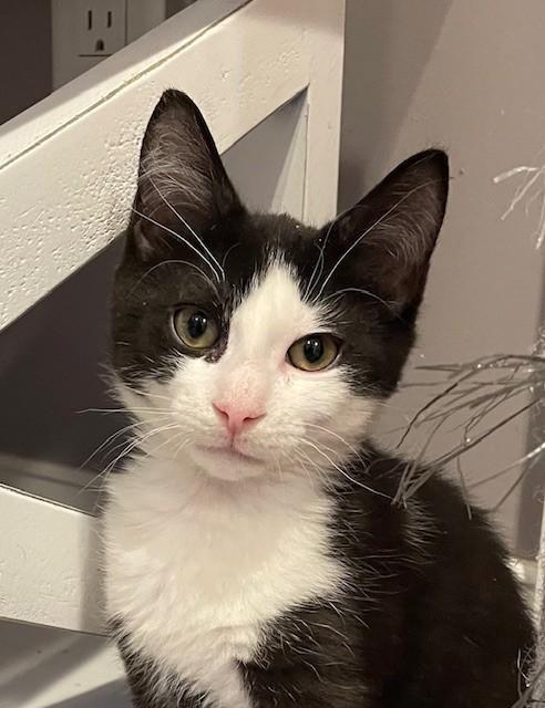 Taye (LE), adopted, Kitten Male Domestic Short Hair.