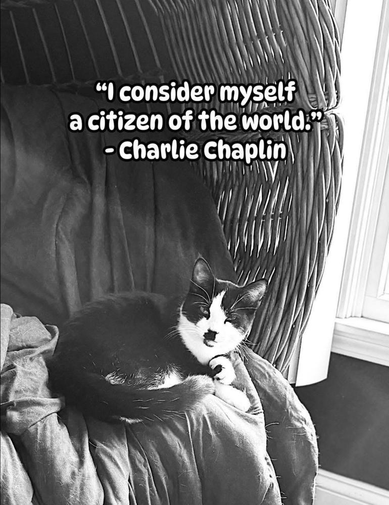 Charlie Chaplin, Adoptable, Young Male Domestic Short Hair.